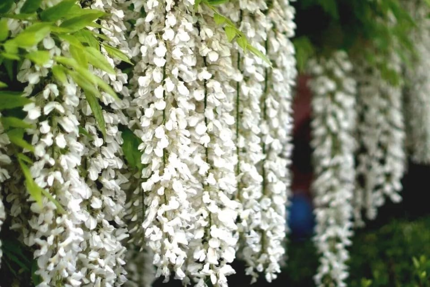 White Wisteria Seeds - Floribunda Alba Climbing Flower Vine for Gardens & Landscapes