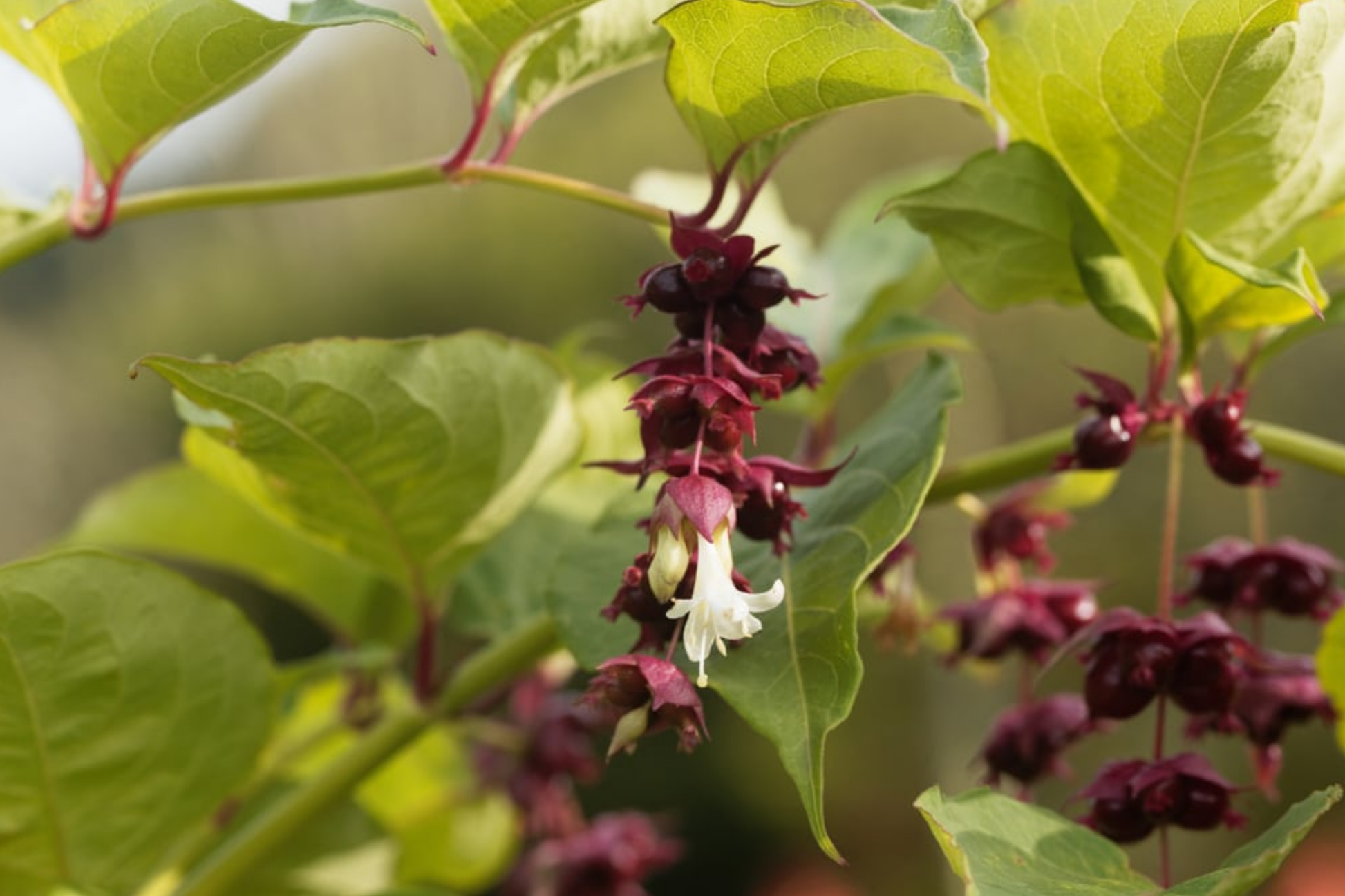 Himalayan Honeysuckle Seeds - Bulk 1000, Leycesteria formosa, Hardy Perennial for Borders & Pollinators