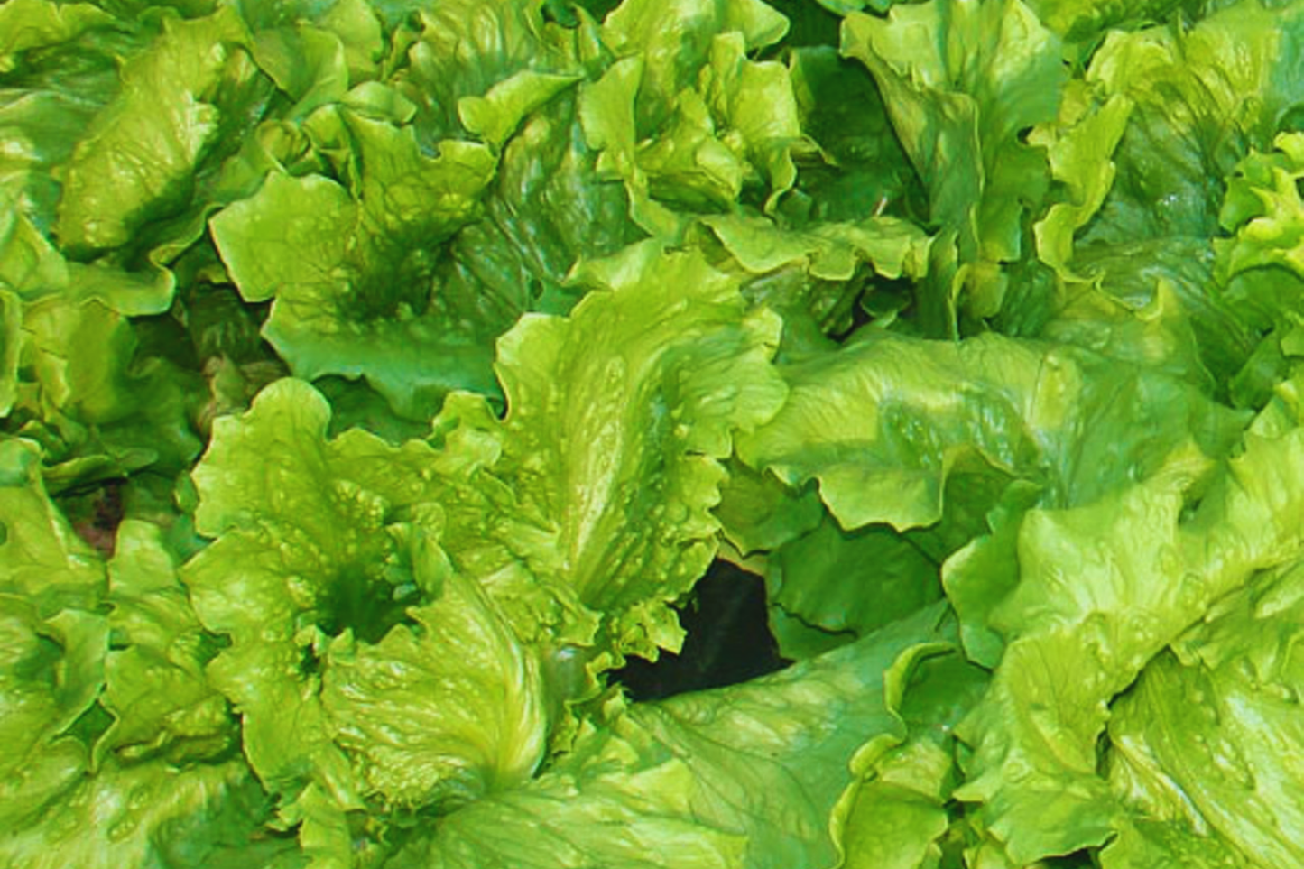 Black Seeded Simpson Lettuce Seeds | Non-GMO Garden Seeds | Lactuca sativa