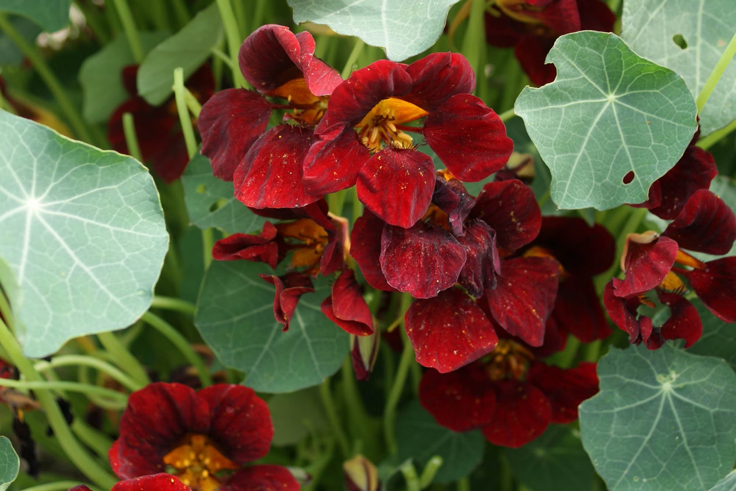 Nasturtium Seeds - Black Velvet Heirloom Edible Flowering Plants Tropaeolum majus, Non-GMO, Fast Germination