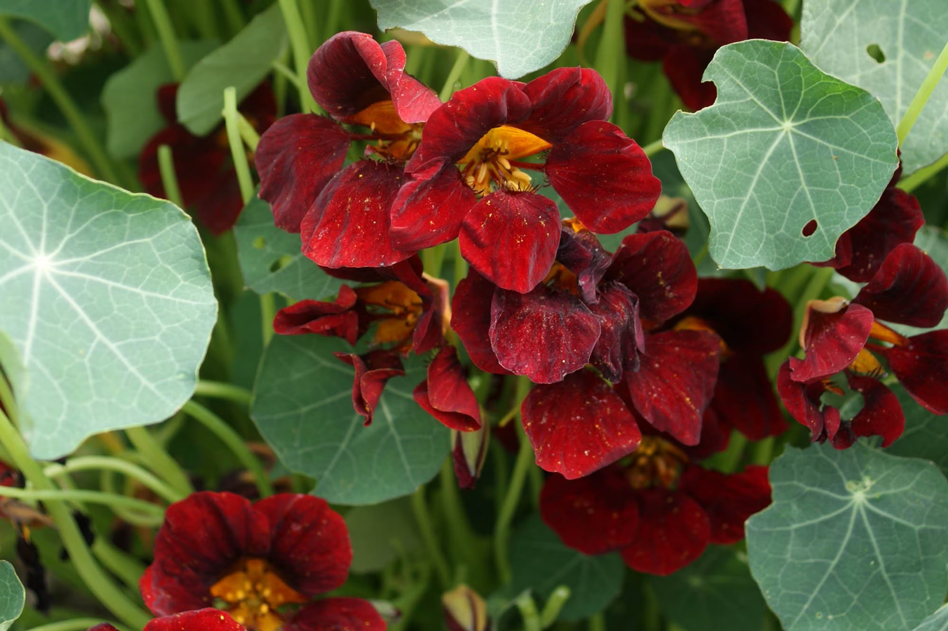 Nasturtium Seeds - Black Velvet Heirloom Edible Flowering Plants Tropaeolum majus, Non-GMO, Fast Germination