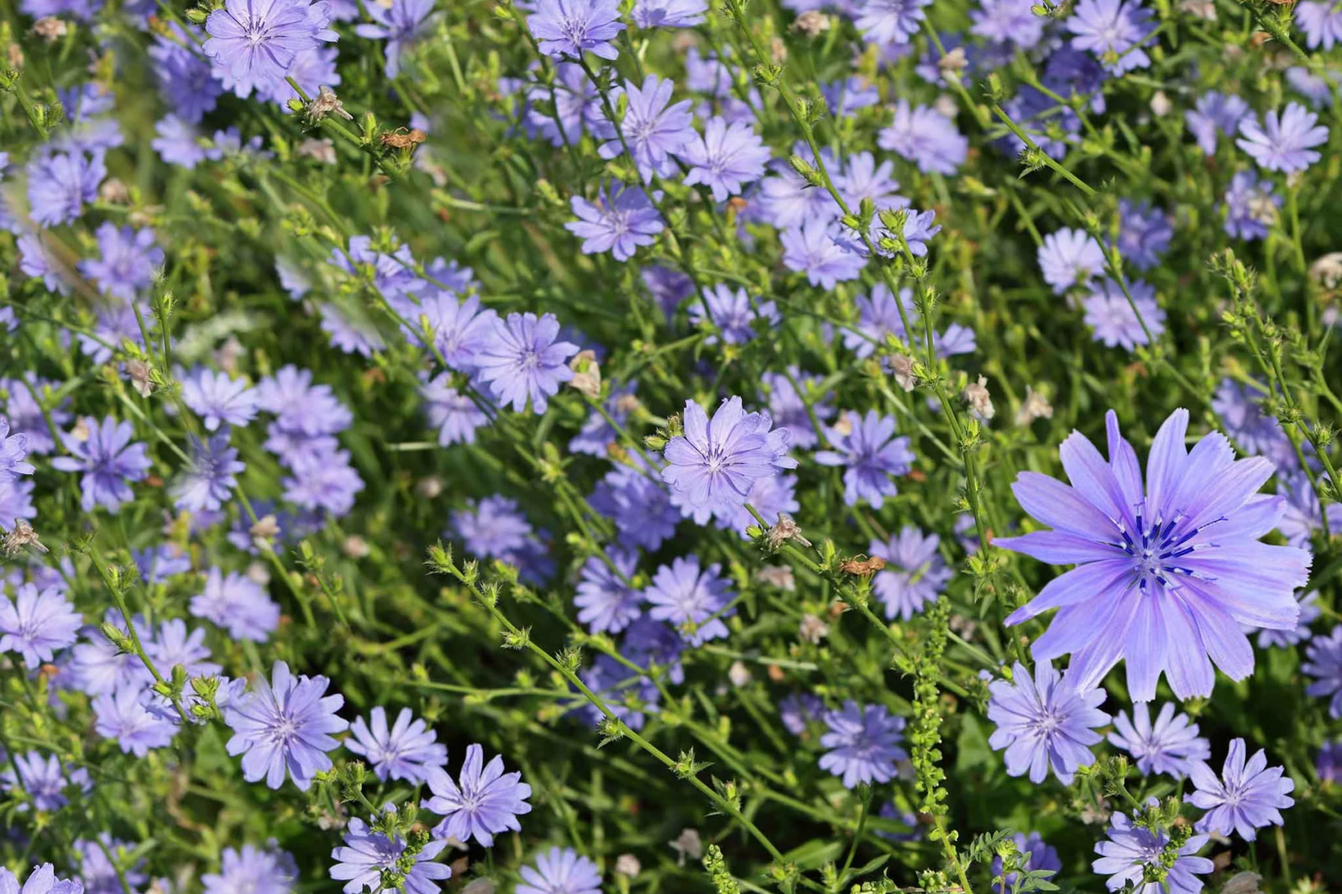 Chicory Seeds - Organic Non-GMO Heirloom Cichorium intybus for Salad, Coffee, Tea | 100 Pack