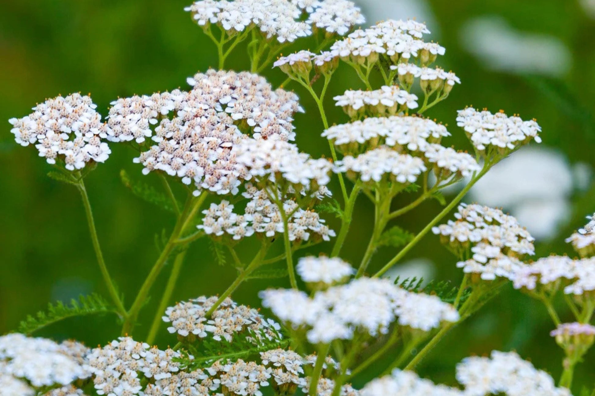 White Yarrow Seeds Achillea millefolium - Fragrant White Blooms, Drought Tolerant, Pollinator Attractant, Wildflower & Erosion Control Seeds