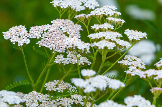 White Yarrow Seeds Achillea millefolium - Fragrant White Blooms, Drought Tolerant, Pollinator Attractant, Wildflower & Erosion Control Seeds