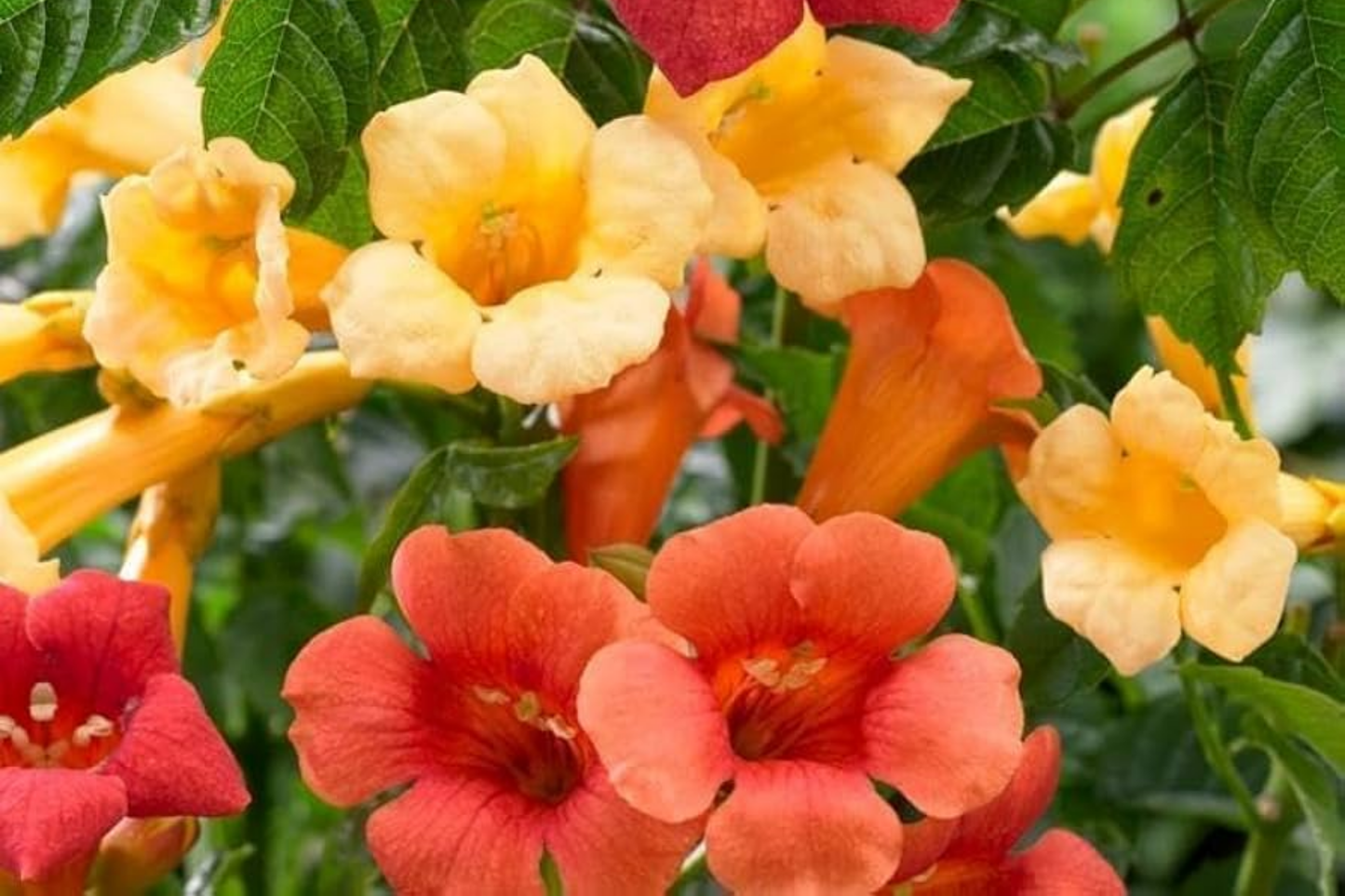Hummingbird Trumpet Vine Seeds - 20+ Premium Campsis radicans Seeds for Vibrant Orange Flowers, Garden Climber, Attracts Pollinators