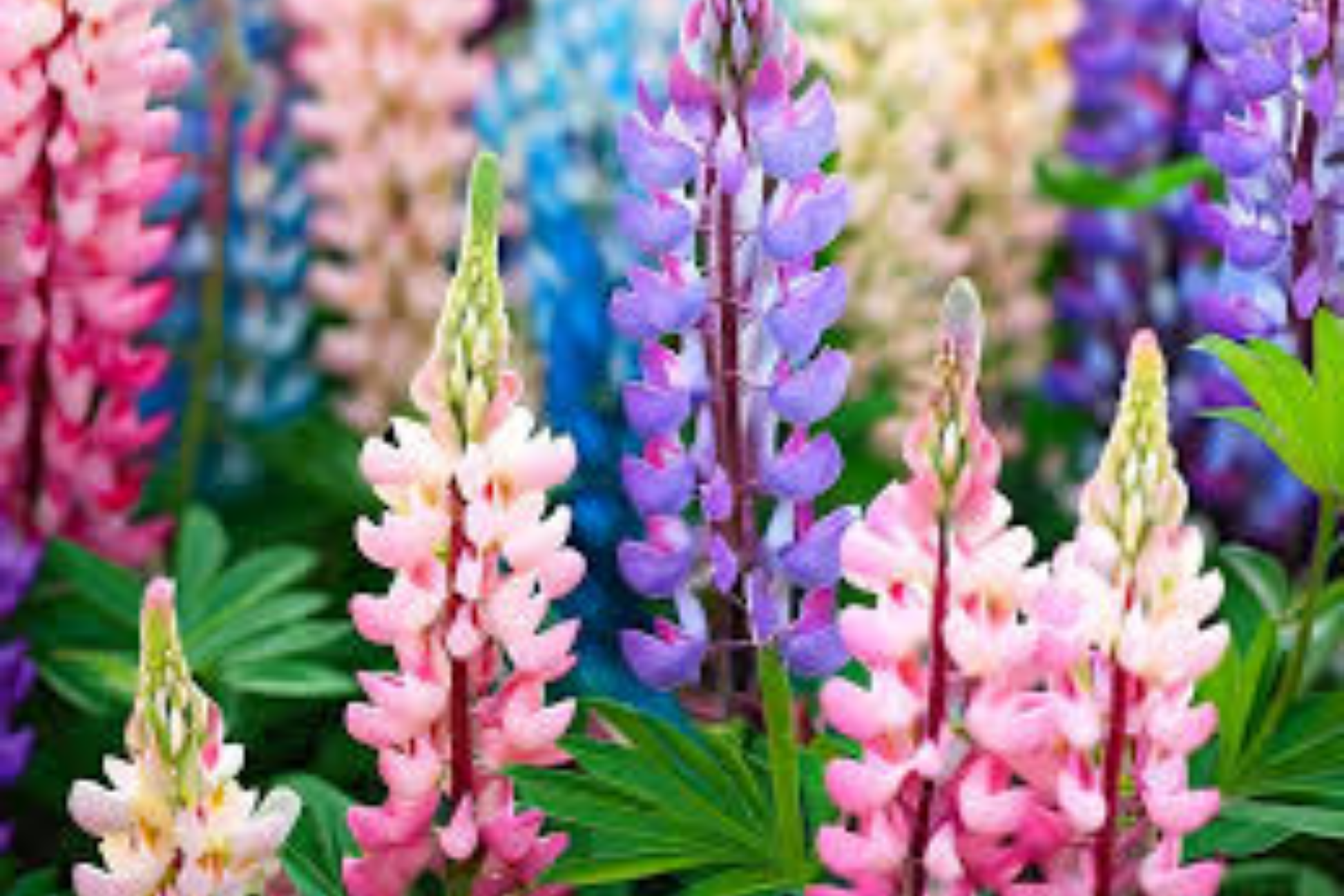 Pixie Delight Lupine Seeds - Non-GMO, Vibrant Blue & Purple Flowers, Lupinus polyphyllus, Garden Seeds for Borders & Containers
