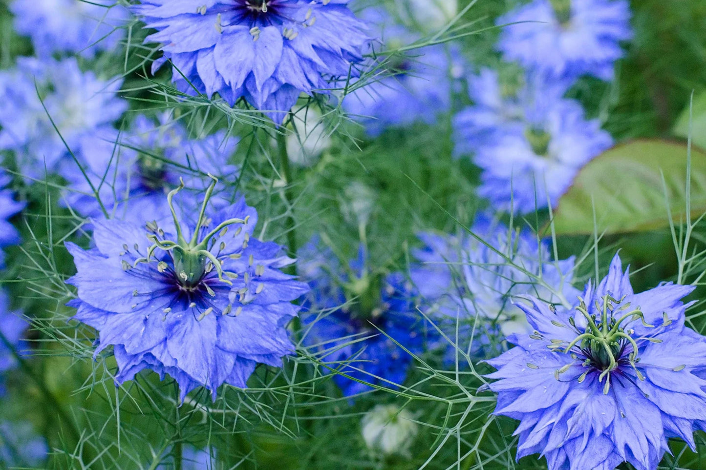 Black Cumin Seeds Heirloom Nigella sativa Culinary Herb for Indoor Outdoor Gardens
