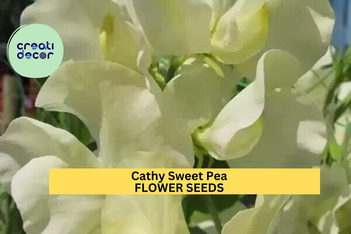 50+ Cathy Sweet Pea Seeds White Fragrant Blooms Climbing Vines for Trellises & Bouquets USA