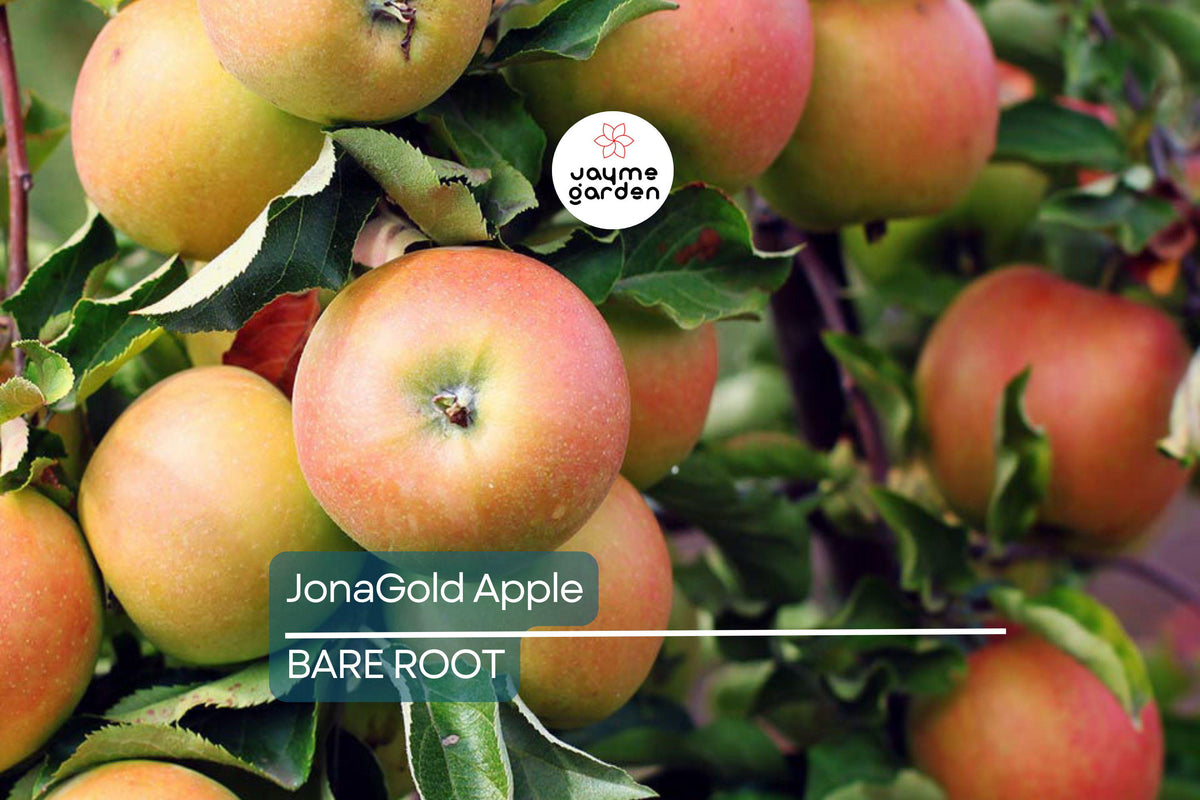 Live JonaGold Apple Tree 2-3ft | Bare Root Cold Hardy Fruit Tree | Sweet-Tart Apples | Malus domestica ‘JonaGold’