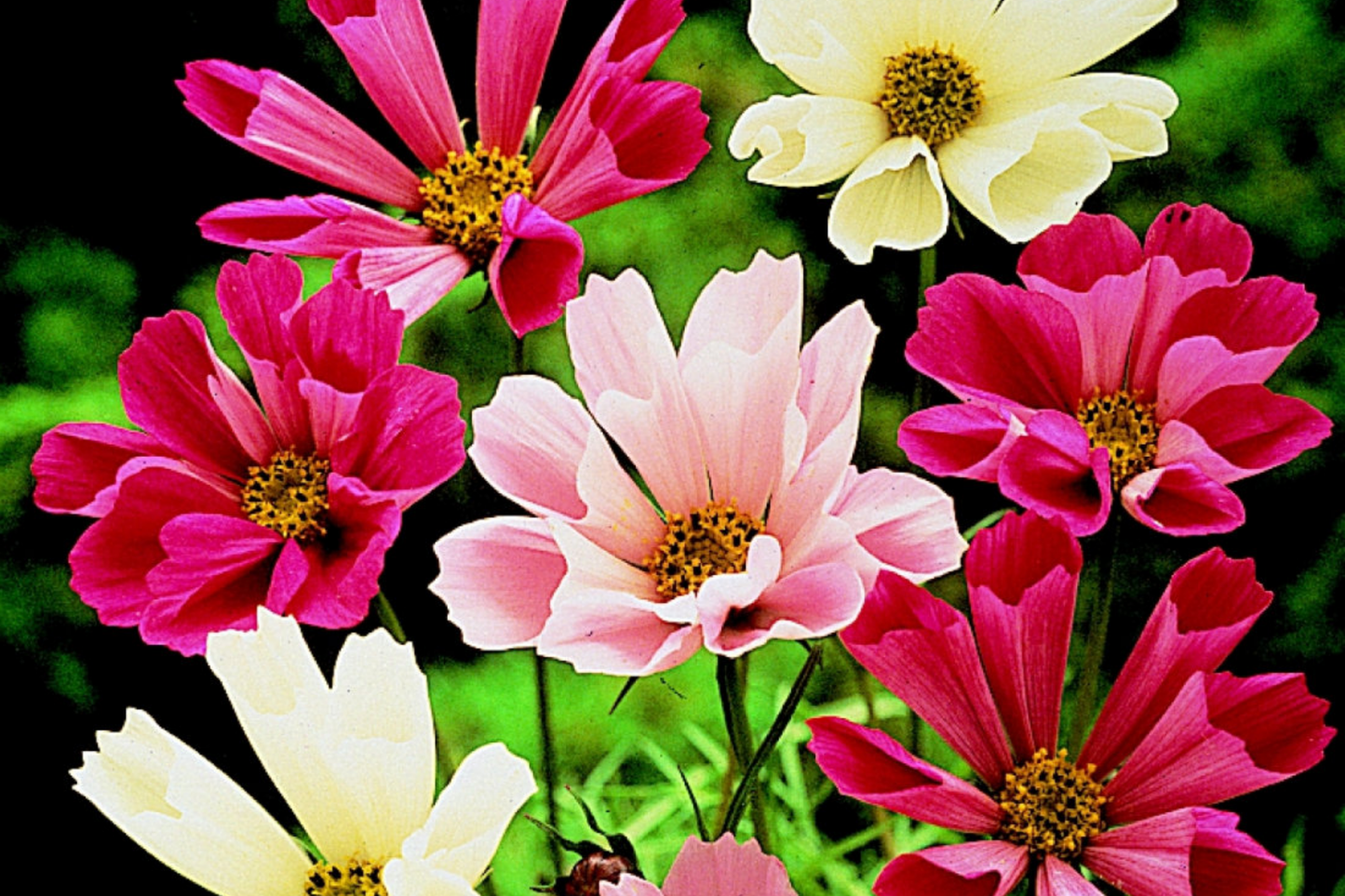 Cosmos Seeds - Sea Shell Variety - Flowering Garden Seeds - Cosmos bipinnatus - Annual for Borders & Containers