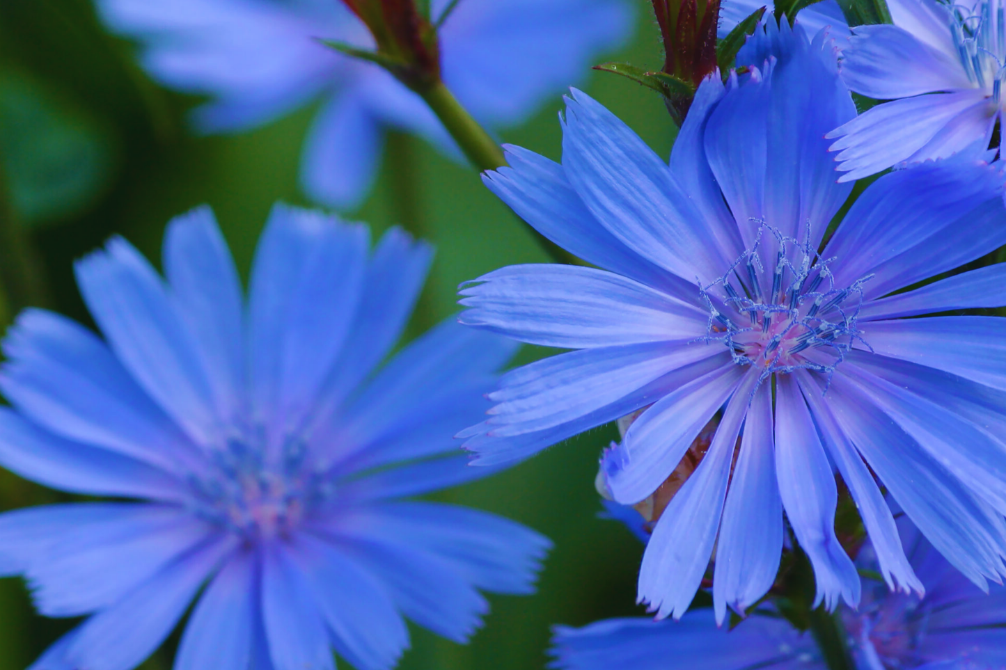 Chicory Wildflower Seeds - Electric Blue Flowers - Cichorium Intybus - 100g Garden Planting Seeds for Wildflower Gardens