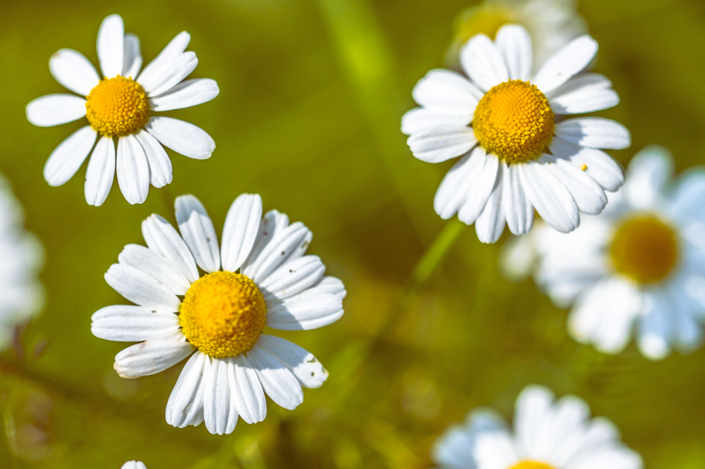 Roman Chamomile Seeds - Anthemis Nobilis - Herbal Carpet Flower Seeds
