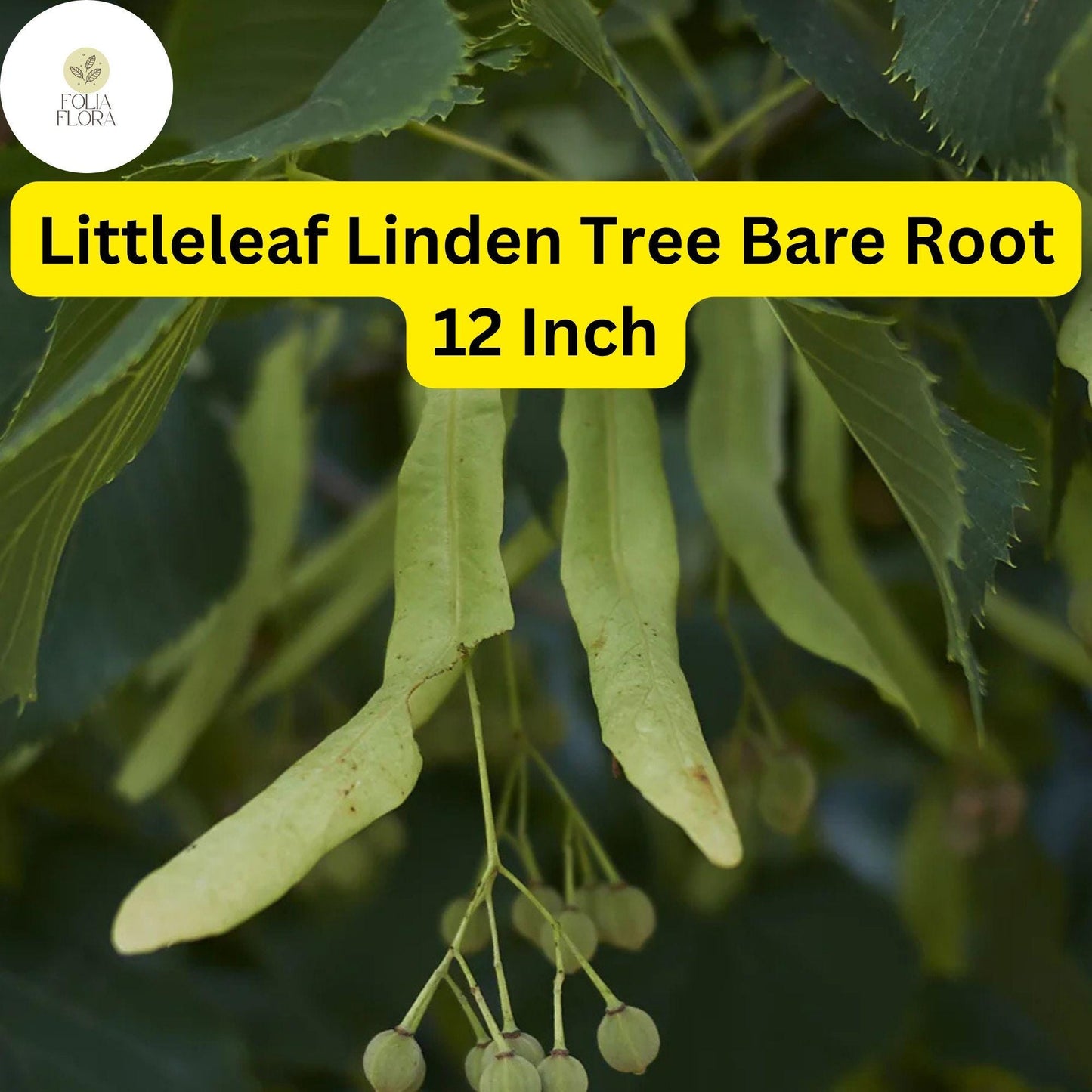 Tilia cordata Littleleaf Linden Tree 12 Inch Bare Root - Hardy Shade & Ornamental Tree for Zones 3-7