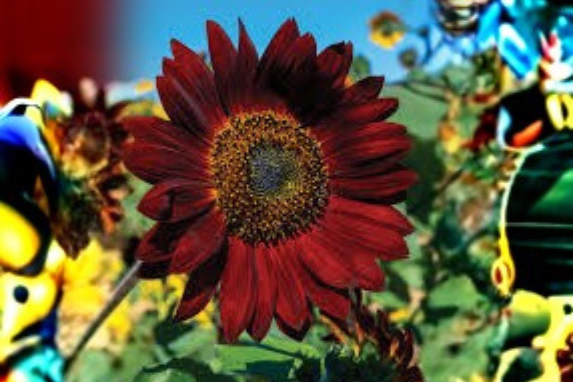 Velvet Queen Sunflower Seeds 1g | Deep Red Bronze Helianthus annuus for Borders & Pollinator Gardens