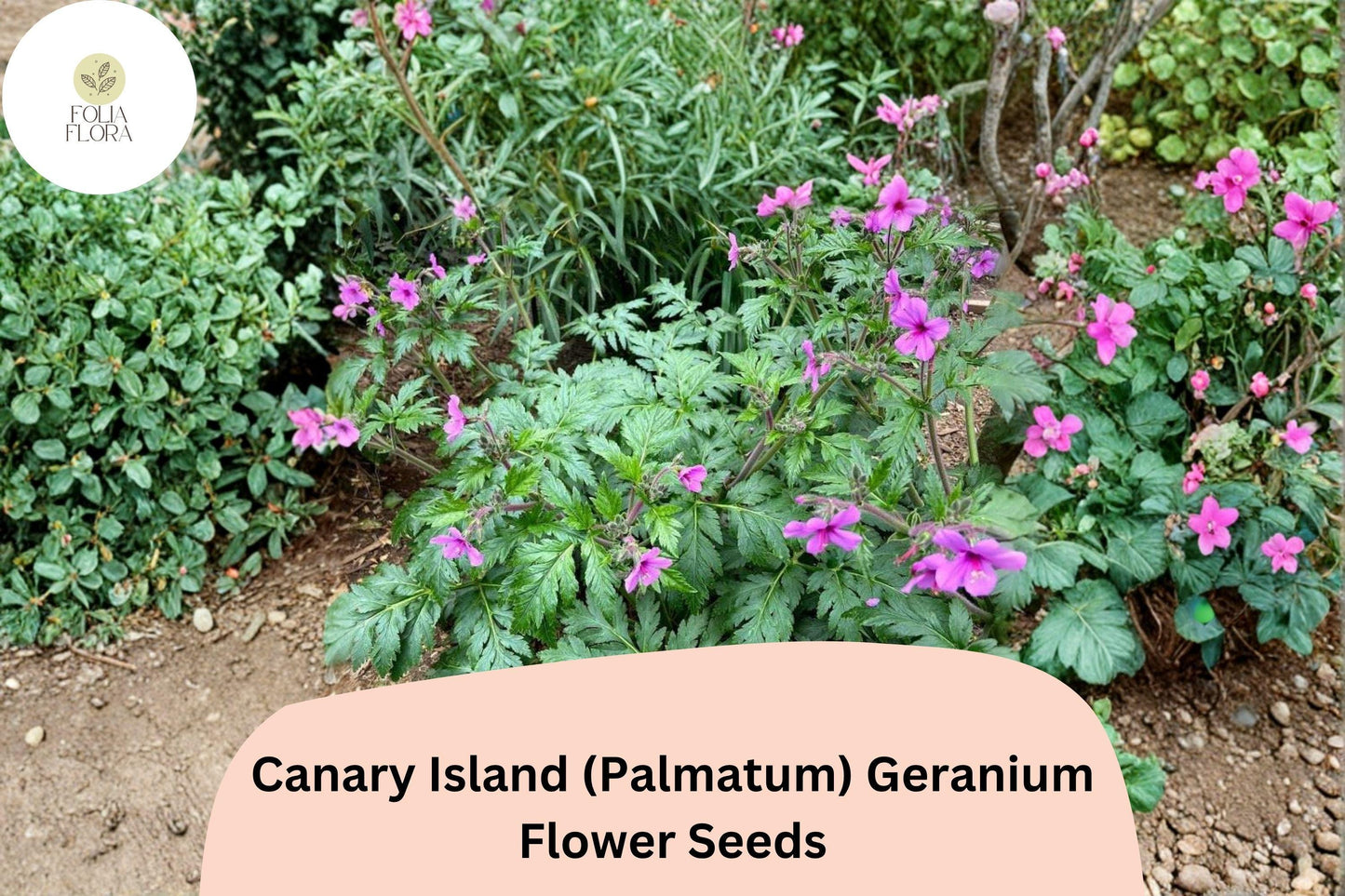 25+ Canary Island Geranium Seeds | Geranium palmatum Pink Flowers | Hardy Perennial for Garden & Pots