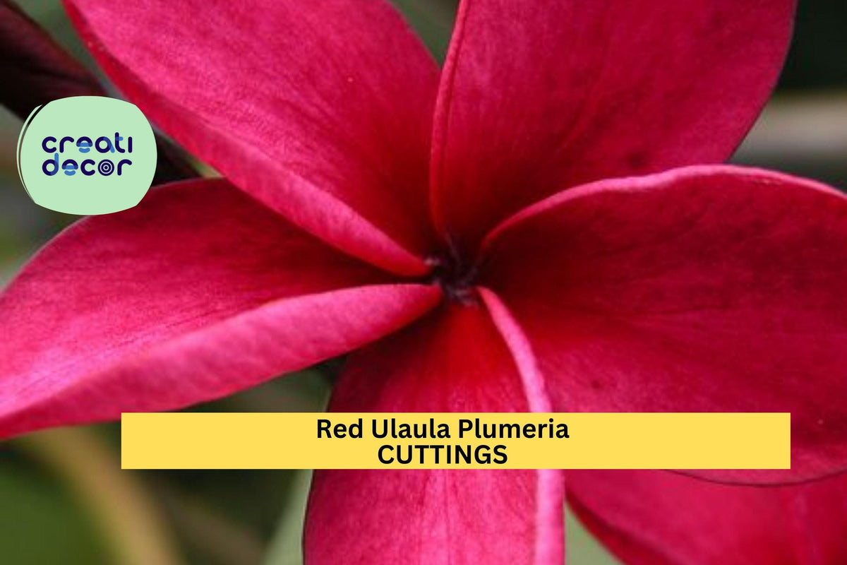 Hawaiian Red Ula‘ula Plumeria Cutting – 8" Frangipani Stem for Warm Climate Gardens & Containers