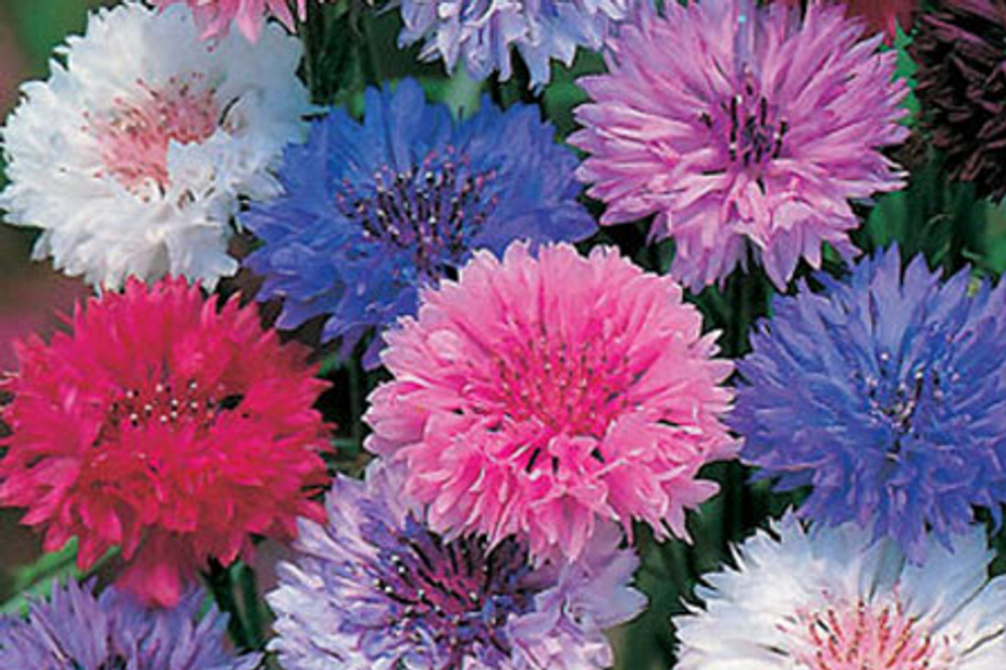 Cornflower Seeds - Polka Dot Mix - Cyanus - Easy to Grow Annual Flower Seeds