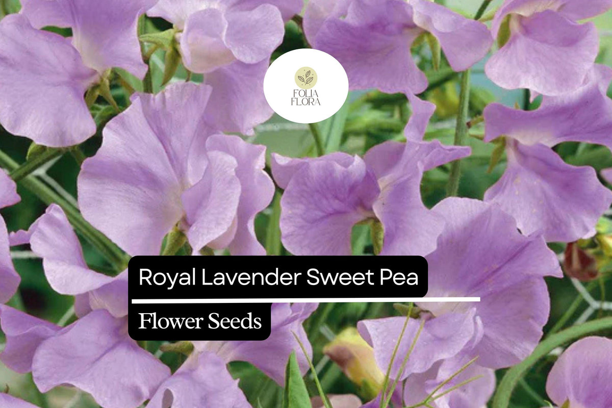 Royal Lavender Sweet Pea Seeds - Fragrant Lavender Purple Flowers - Lathyrus odoratus - Ideal for Gardens & Bouquets