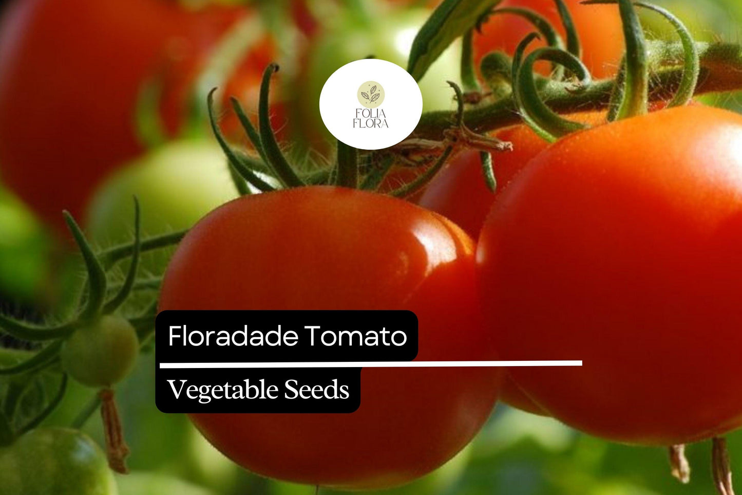 50 Seeds Floradade Tomato - Heat-Tolerant, High-Yielding Indeterminate Variety for Warm Climates