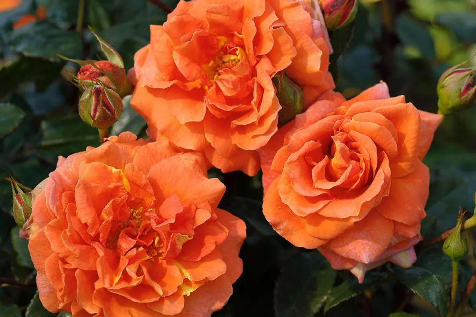 Orange Climbing Rose Seeds - Pack of 30 Rosa 'Climbing Orange' for Vertical Gardening & Flowering