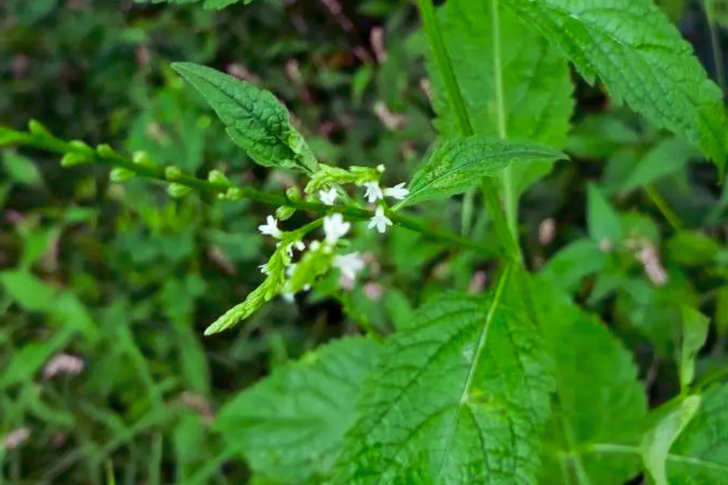 White Vervain Seeds - Verbena Urticifolia - 100 Pack White Flower Seeds for Garden