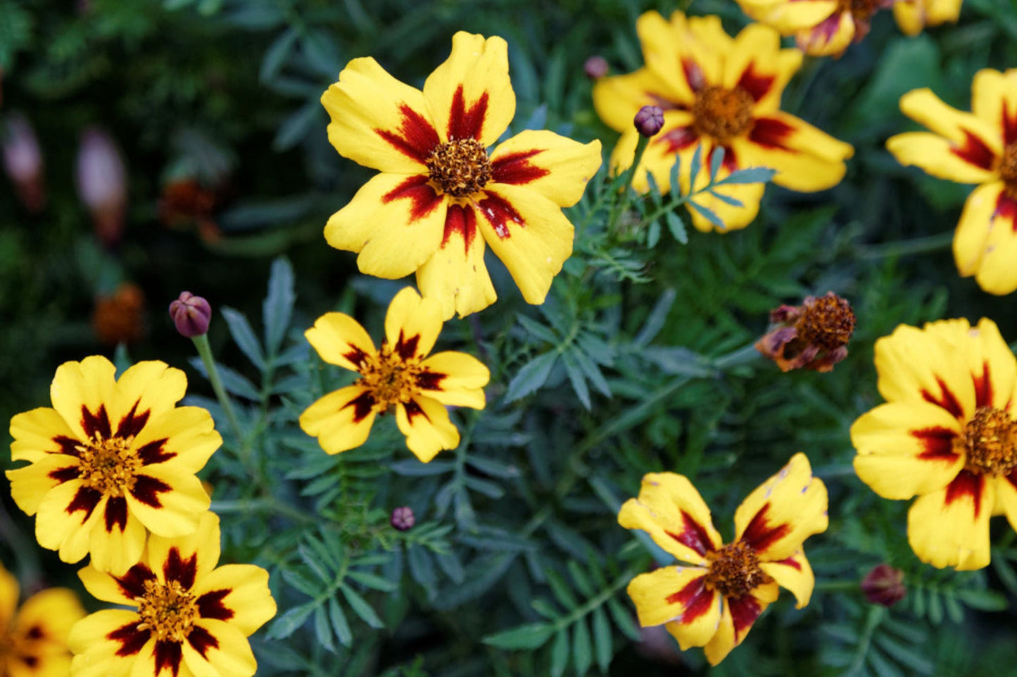 Dainty Marietta Dwarf Marigold Seeds | Tagetes patula | Yellow & Red Blooms | Pest Repellent | USDA Zones 1-10