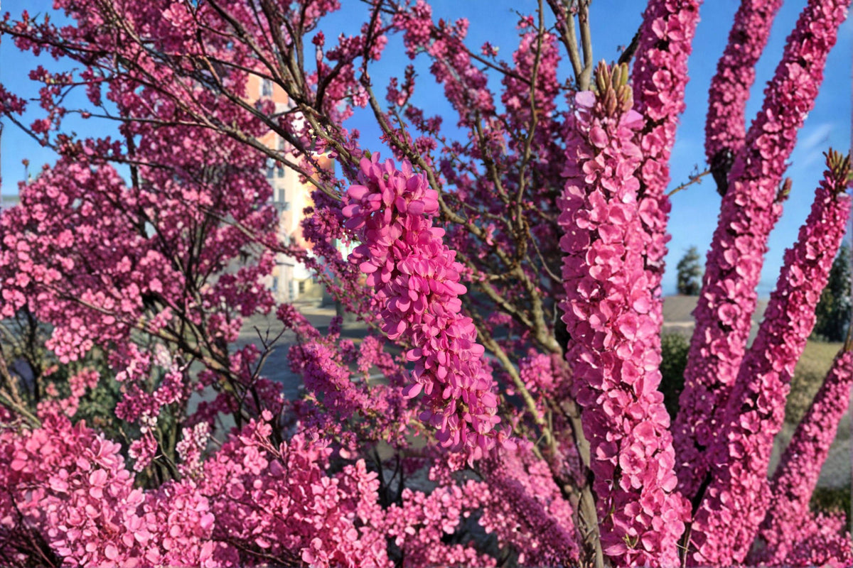Cercis chinensis Seeds - 10 Chinese Redbud Tree Seeds | Ornamental Pink Flowering Tree | Ideal for Gardens and Landscapes