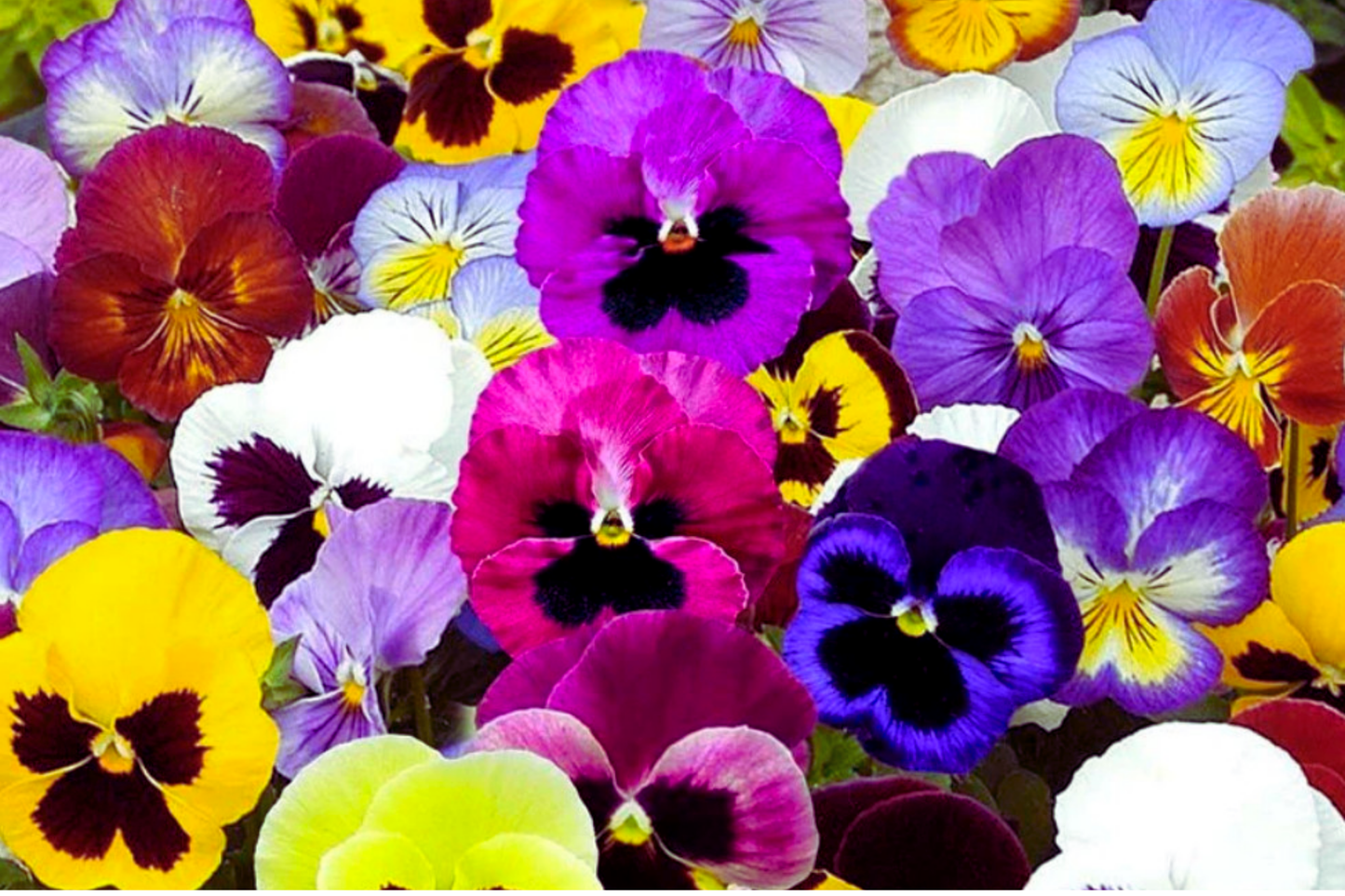 Swiss Giants Pansy Seeds - Pensee Mix - Viola Wittrockiana Flower Seeds