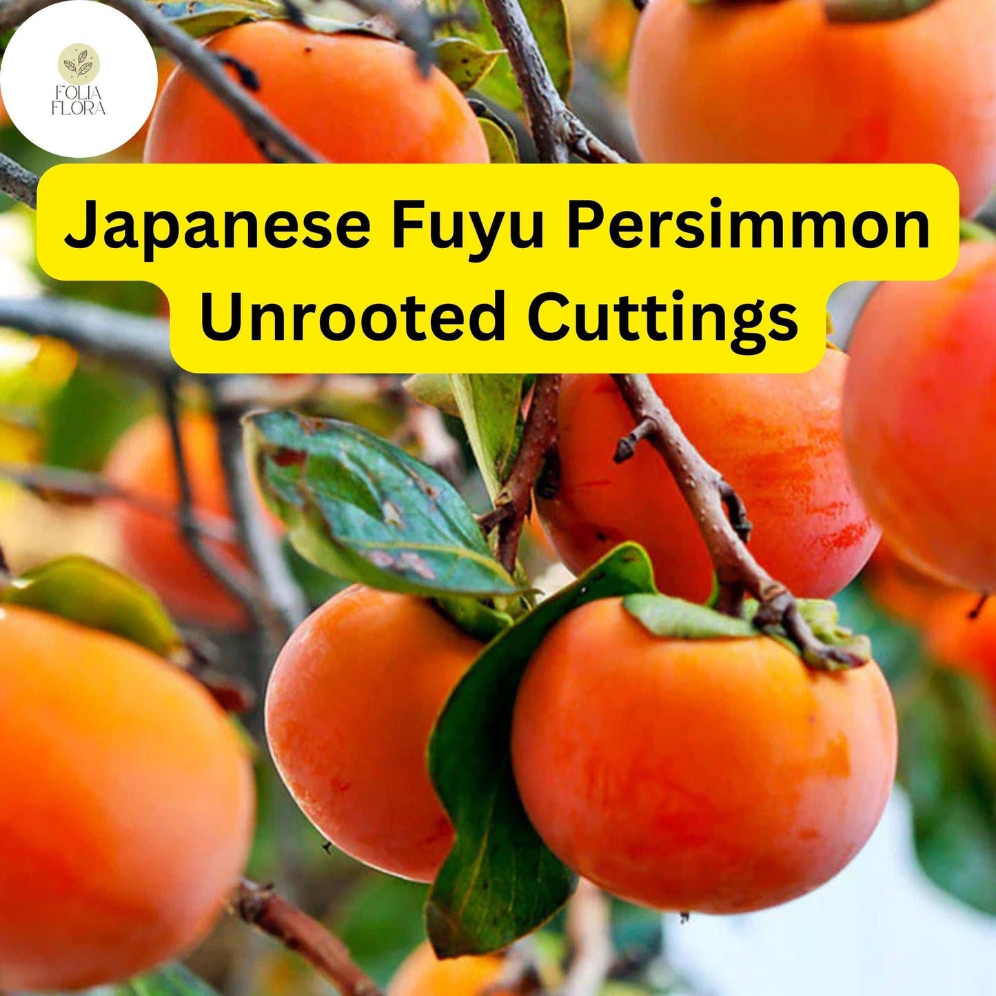 4 Japanese Fuyu Persimmon Unrooted Cuttings - Easy to Grow Sweet Fruit Tree Diospyros kaki
