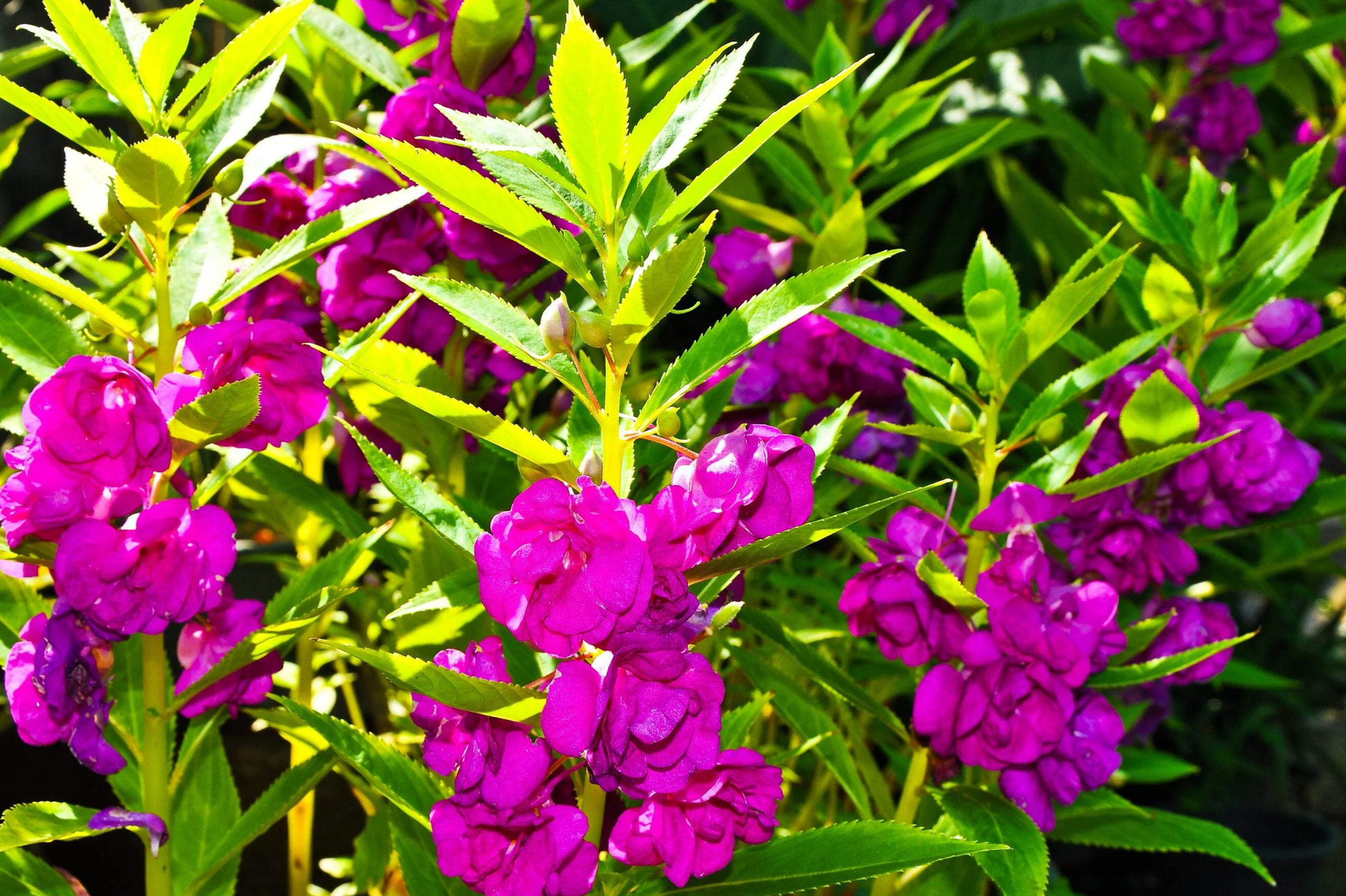Tom Thumb Impatiens Seeds – Non-GMO, Vibrant Colors, Compact Growth, Impatiens walleriana, Garden Flowers, Container Plants