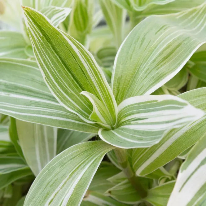 Tradescantia fluminensis ‘Variegata’ Cuttings – Cream & Green Variegated Indoor & Outdoor Trailing Vine, Unrooted Stems
