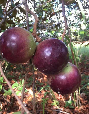 Lychee Tree Cuttings 4 Pack | Unrooted 5-6" Grafting Material | Kaimana Litchi chinensis Tropical Fruit Propagation