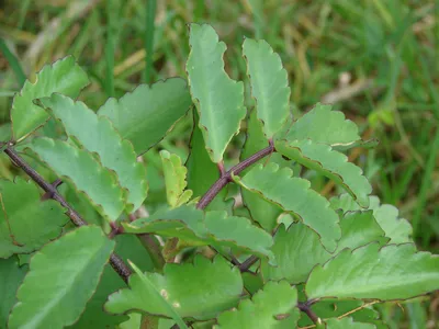 Leaf of Life Live Succulent Plant - Kalanchoe pinnata in 4-Inch Container