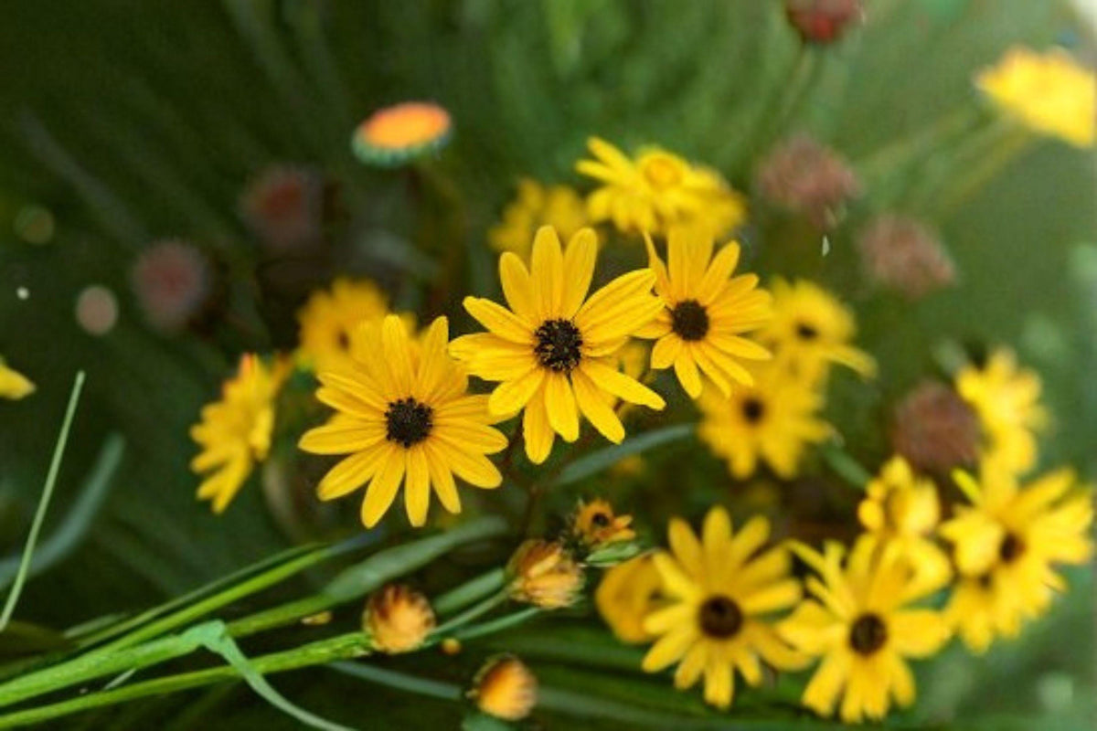 Swamp Sunflower Seeds - 200 Count - Helianthus angustifolius - Native Perennial Flower for Pollinator Gardens, Late Summer Bloomer