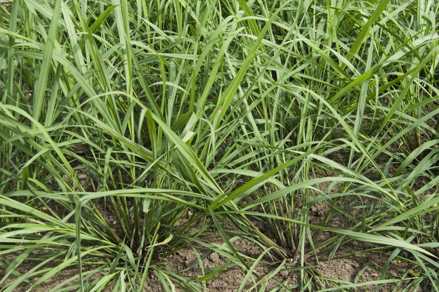 Lemongrass Stalks Plugs - 3 Live Cymbopogon Sereh Plants for Cooking and Tea