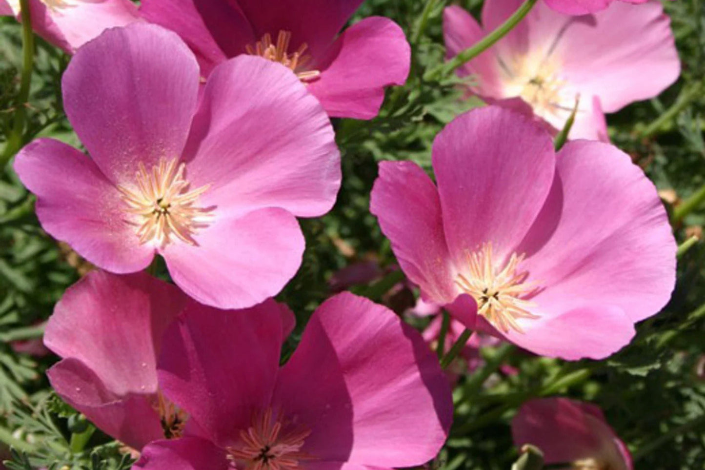 Purple Gleam California Poppy Seeds, Pink & Lavender Blooms, Drought Tolerant, Eschscholzia californica, Wildflower Seeds