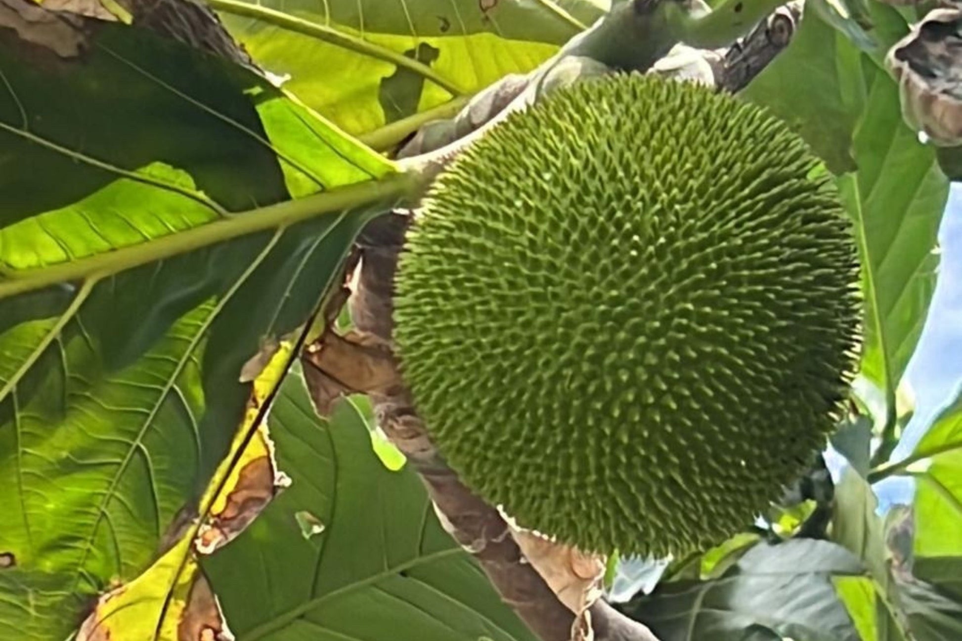 20 Breadfruit Seeds (Artocarpus camansi) - Tropical Fruit Seeds for Planting, Nutritious Exotic Tree, Kluwih, Garden & Orchard