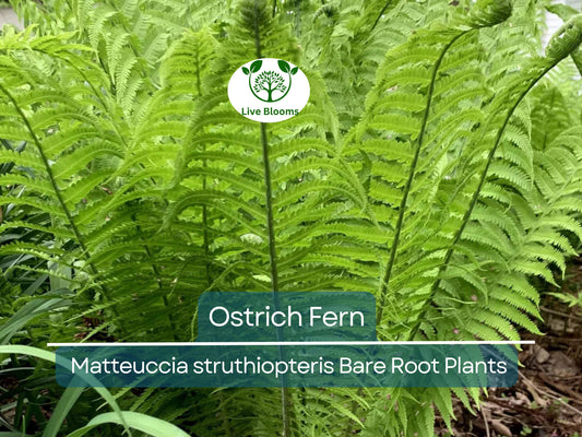 10 Ostrich Fern Bare Root Plants - Matteuccia struthiopteris Native Shade Garden Perennial