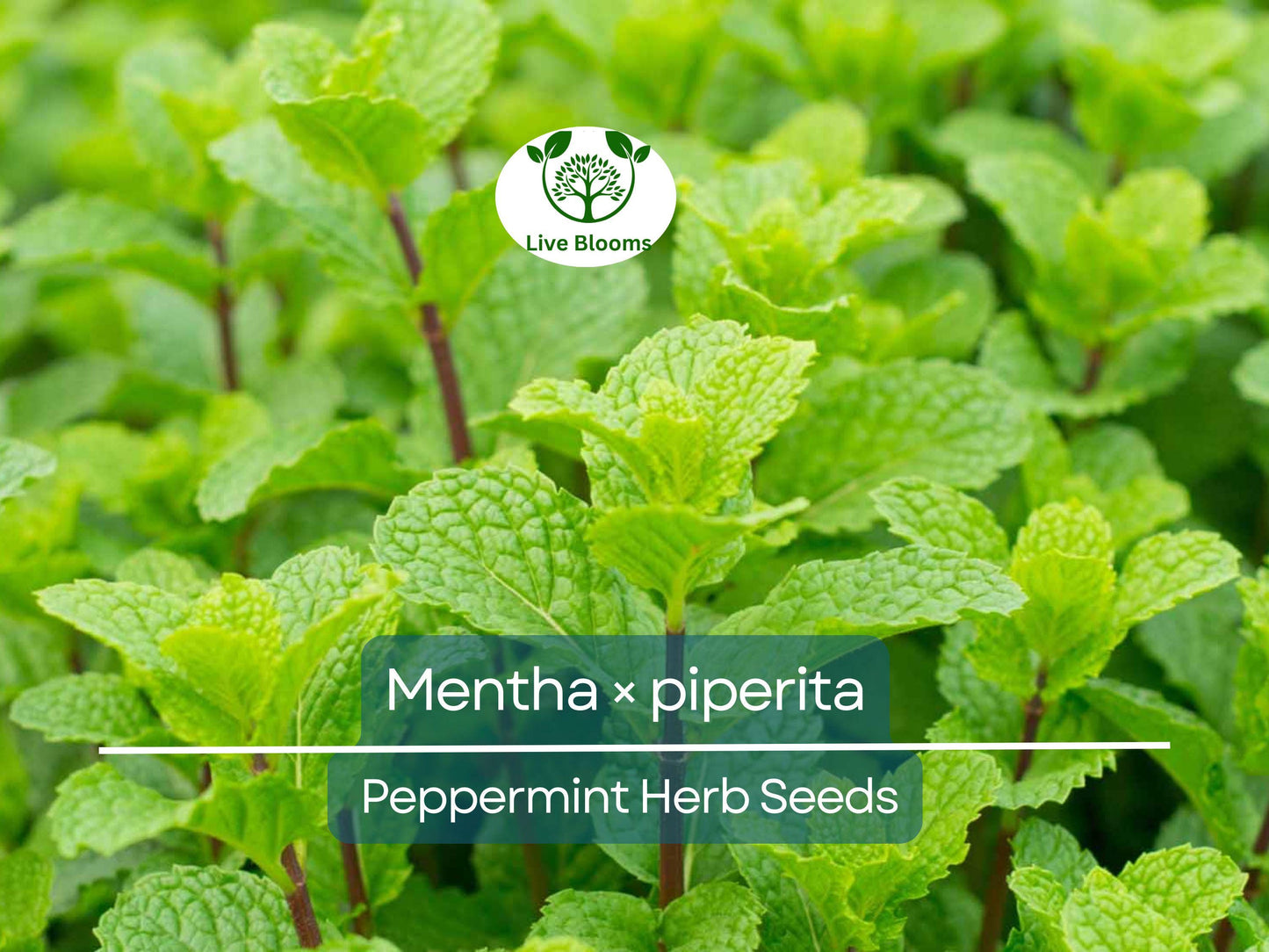 30 mg Peppermint Herb Seeds – Mentha × piperita for Culinary, Tea & Garden Use