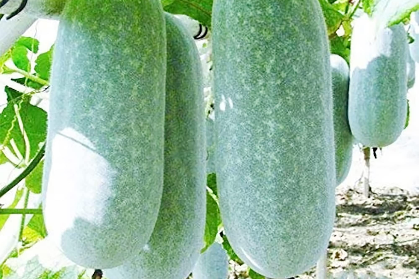 Wax Gourd Seeds - Ash Gourd, White Winter Gourd - NON-GMO Organic Benincasa hispida