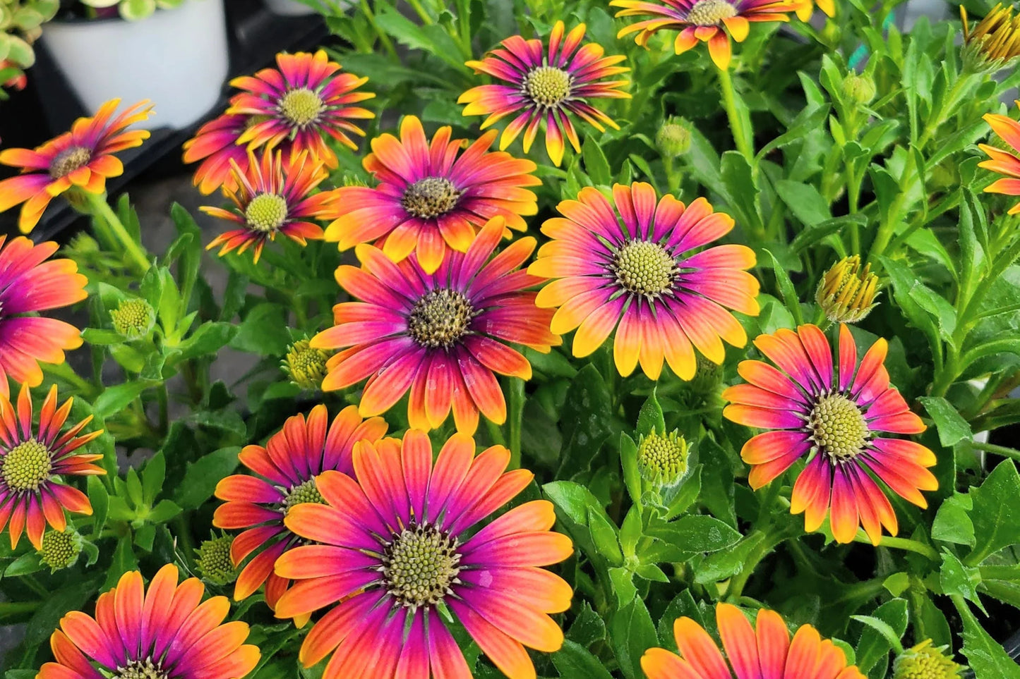 Purple & Yellow Cape Daisy Seeds - Osteospermum ecklonis, Bicolor Blooms, Drought Tolerant, Butterfly Garden, USA Grown, 200 Seeds
