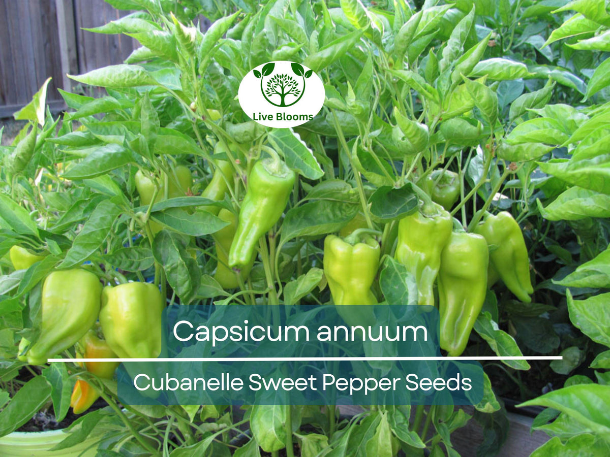 250 mg Cubanelle Sweet Pepper Seeds | Capsicum annuum | Heirloom Gardening Seeds for High Yields & Culinary Use