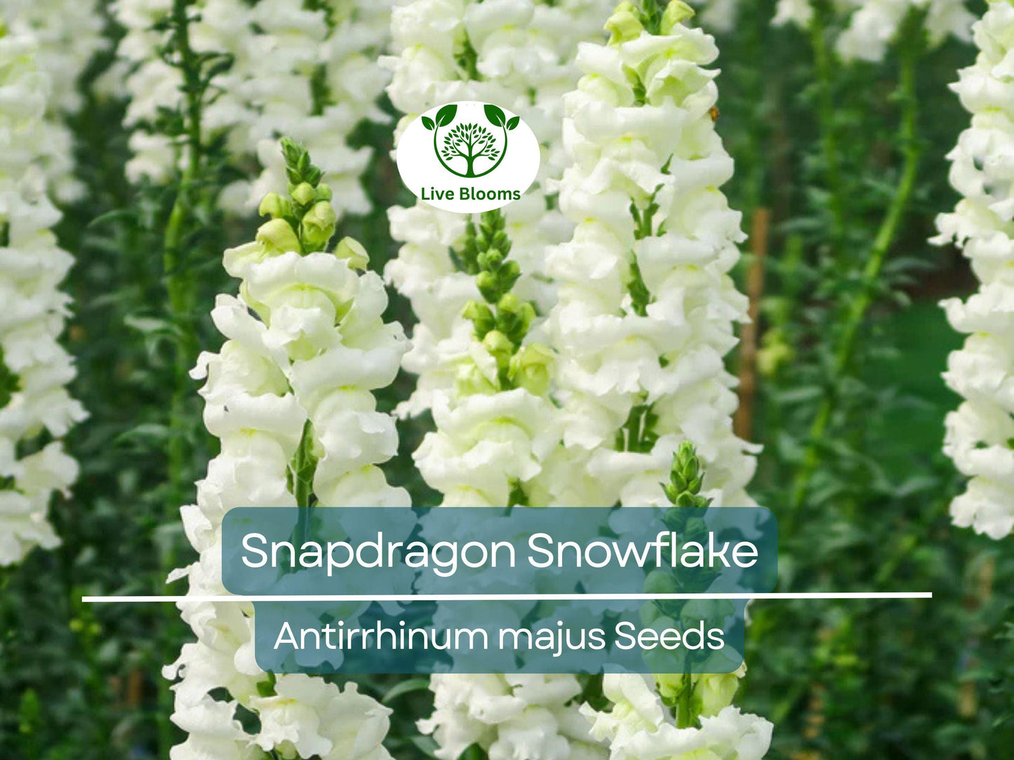500 Snapdragon Snowflake Seeds White Blooms Spring-Fall Non-GMO Up to 36" Tall Antirrhinum majus