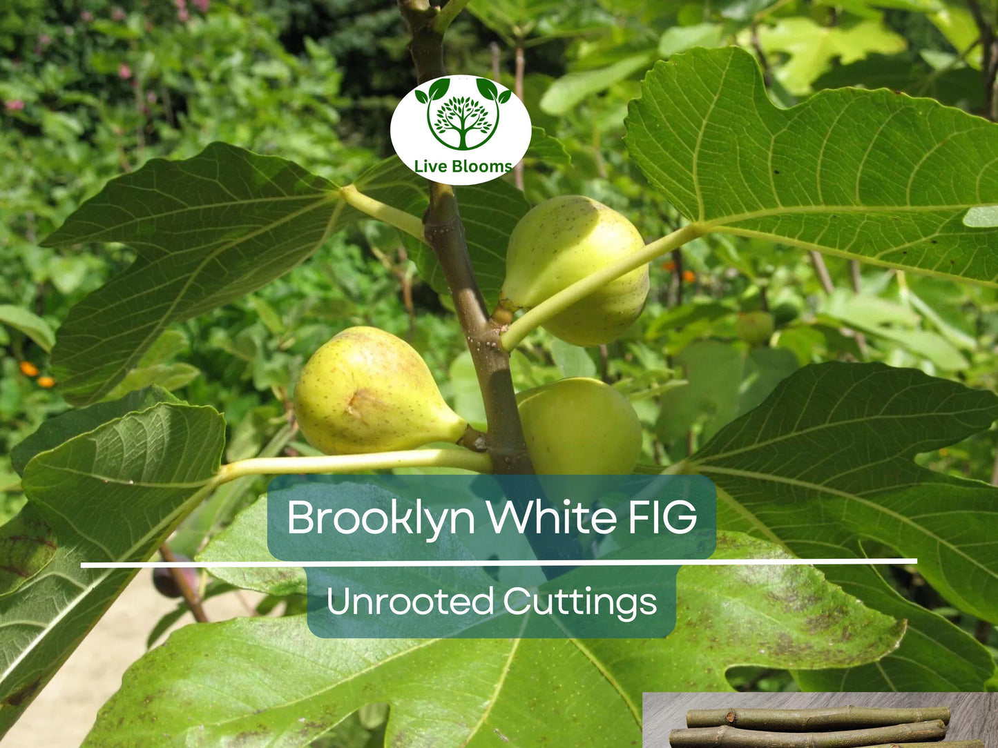 2 Brooklyn White Fig Unrooted Cuttings with Willow Water for Rooting - Fig Tree Propagation at Home