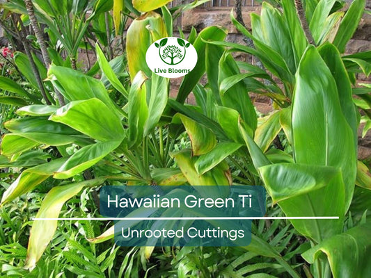10 Hawaiian Green Ti Leaf Cuttings - 6" Cordyline fruticosa Starter Logs for Tropical Gardens
