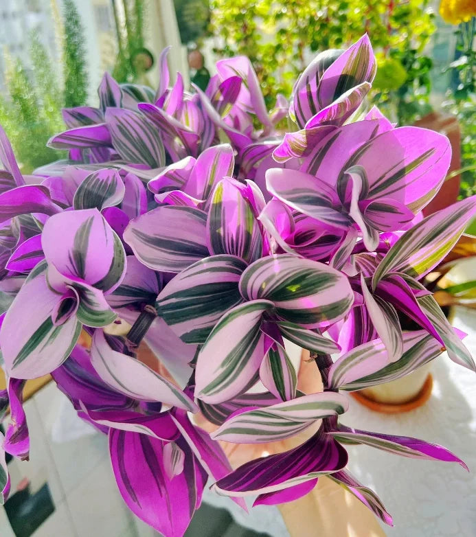 Tradescantia Nanouk Cuttings – 3-4 Inch Live Unrooted Stems with Pink & Green Variegation for Indoor & Outdoor Plants