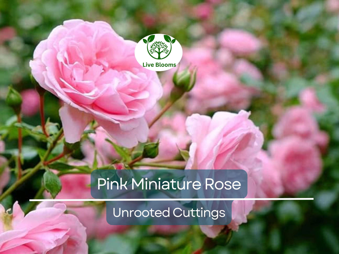 15 Organic Pink Miniature Rose Unrooted Cuttings 6" for Grafting or Rooting Rosa 'Fairy'