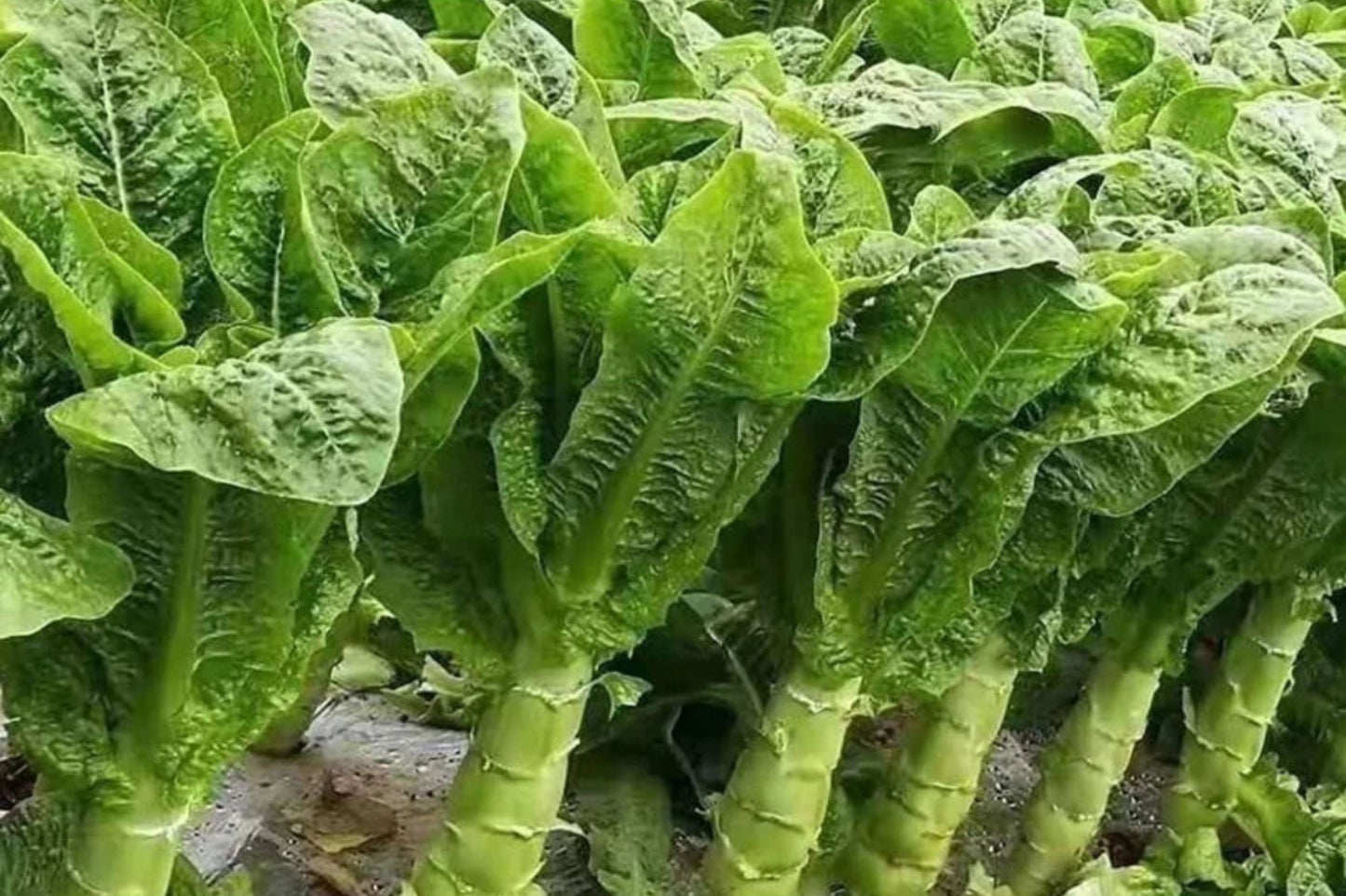 500mg Asparagus Lettuce Seeds - New Yu Mai Variety - Heirloom Non-GMO Asian Green for Crisp Stems & Leaves - Garden & Container Planting