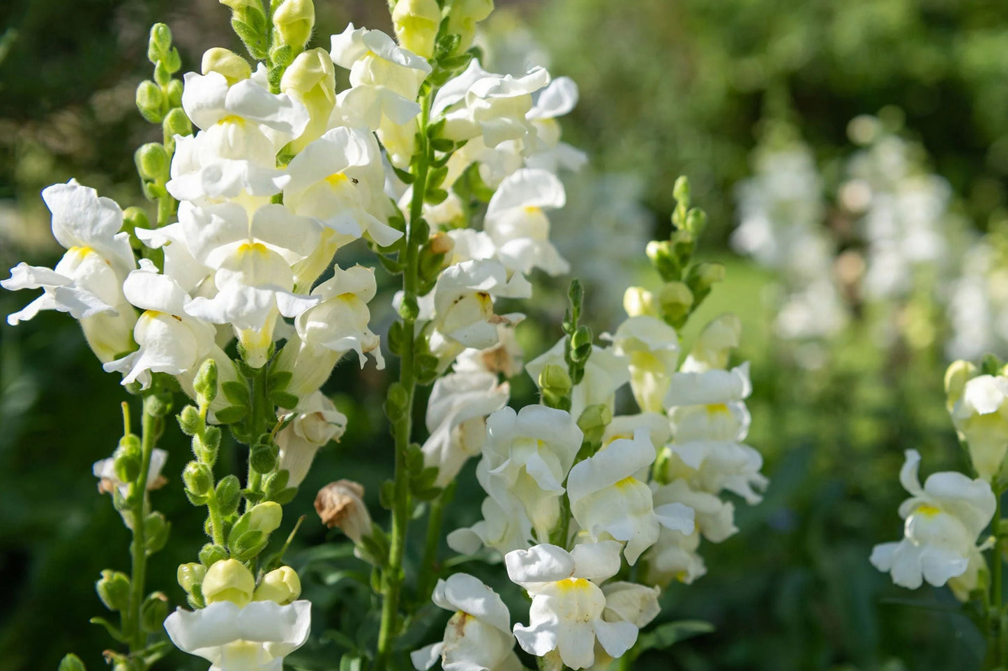 Snowflake Snapdragon Seeds | Antirrhinum majus | White Blooms | Pollinator Attractant | 30-36 Inches Tall