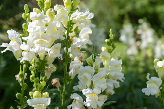 Snowflake Snapdragon Seeds | Antirrhinum majus | White Blooms | Pollinator Attractant | 30-36 Inches Tall